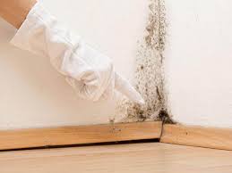 Environmental Consulting for Mold Prevention in Bedminster, NJ